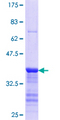 SECISBP2 / SBP2 Protein - 12.5% SDS-PAGE Stained with Coomassie Blue.
