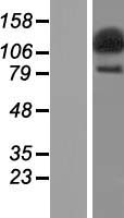 SECISBP2L Protein - Western validation with an anti-DDK antibody * L: Control HEK293 lysate R: Over-expression lysate