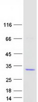 Securin / PTTG1 Protein - Purified recombinant protein PTTG1 was analyzed by SDS-PAGE gel and Coomassie Blue Staining