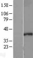 SEH1L Protein - Western validation with an anti-DDK antibody * L: Control HEK293 lysate R: Over-expression lysate