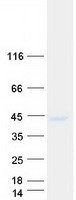 SEH1L Protein - Purified recombinant protein SEH1L was analyzed by SDS-PAGE gel and Coomassie Blue Staining