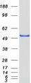 Selenium Binding Protein 1 Protein - Purified recombinant protein SELENBP1 was analyzed by SDS-PAGE gel and Coomassie Blue Staining