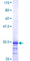 SELK / Selenoprotein K Protein - 12.5% SDS-PAGE Stained with Coomassie Blue.