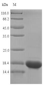 SELM / Selenoprotein M Protein - (Tris-Glycine gel) Discontinuous SDS-PAGE (reduced) with 5% enrichment gel and 15% separation gel.