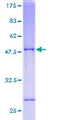 SELS Protein - 12.5% SDS-PAGE of human SELS stained with Coomassie Blue