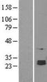 SELT / Selenoprotein T Protein - Western validation with an anti-DDK antibody * L: Control HEK293 lysate R: Over-expression lysate