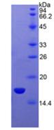 SEMA3A / Semaphorin 3A Protein - Active Semaphorin 3A (SEMA3A) by SDS-PAGE