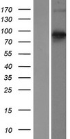 SEMA3E / Semaphorin 3E Protein - Western validation with an anti-DDK antibody * L: Control HEK293 lysate R: Over-expression lysate