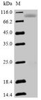 SEMA3F / Semaphorin 3F Protein - (Tris-Glycine gel) Discontinuous SDS-PAGE (reduced) with 5% enrichment gel and 15% separation gel.