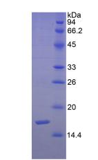 SEMA3F / Semaphorin 3F Protein - Recombinant Semaphorin 3F By SDS-PAGE
