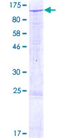 SEMA3G / Semaphorin 3G Protein - 12.5% SDS-PAGE of human SEMA3G stained with Coomassie Blue