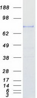 SEMA4A / Semaphorin 4A Protein - Purified recombinant protein SEMA4A was analyzed by SDS-PAGE gel and Coomassie Blue Staining