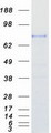 SEMA4A / Semaphorin 4A Protein - Purified recombinant protein SEMA4A was analyzed by SDS-PAGE gel and Coomassie Blue Staining