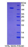 SEMA4B / Semaphorin 4B Protein - Recombinant Semaphorin 4B By SDS-PAGE