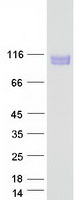 SEMA4B / Semaphorin 4B Protein - Purified recombinant protein SEMA4B was analyzed by SDS-PAGE gel and Coomassie Blue Staining