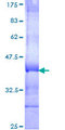 SEMA4C / Semaphorin 4C Protein - 12.5% SDS-PAGE Stained with Coomassie Blue.