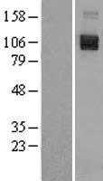 SEMA4D / Semaphorin 4D / CD100 Protein - Western validation with an anti-DDK antibody * L: Control HEK293 lysate R: Over-expression lysate