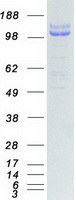 SEMA4D / Semaphorin 4D / CD100 Protein - Purified recombinant protein SEMA4D was analyzed by SDS-PAGE gel and Coomassie Blue Staining
