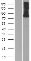 SEMA4F / Semaphorin 4F Protein - Western validation with an anti-DDK antibody * L: Control HEK293 lysate R: Over-expression lysate