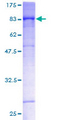 SEMA4F / Semaphorin 4F Protein - 12.5% SDS-PAGE of human SEMA4F stained with Coomassie Blue