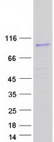 SEMA4F / Semaphorin 4F Protein - Purified recombinant protein SEMA4F was analyzed by SDS-PAGE gel and Coomassie Blue Staining
