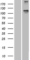 SEMA5A / Semaphorin 5A Protein - Western validation with an anti-DDK antibody * L: Control HEK293 lysate R: Over-expression lysate
