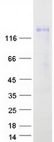 SEMA5A / Semaphorin 5A Protein - Purified recombinant protein SEMA5A was analyzed by SDS-PAGE gel and Coomassie Blue Staining