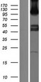 SEMA6C / Semaphorin 6C Protein - Western validation with an anti-DDK antibody * L: Control HEK293 lysate R: Over-expression lysate