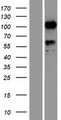 SEMA6D / Semaphorin 6D Protein - Western validation with an anti-DDK antibody * L: Control HEK293 lysate R: Over-expression lysate