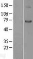 SEMA7A / Semaphorin 7A Protein - Western validation with an anti-DDK antibody * L: Control HEK293 lysate R: Over-expression lysate