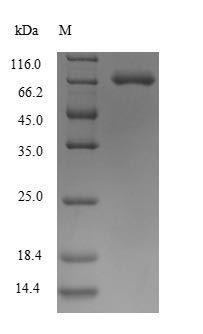 SEMA7A / Semaphorin 7A Protein - (Tris-Glycine gel) Discontinuous SDS-PAGE (reduced) with 5% enrichment gel and 15% separation gel.