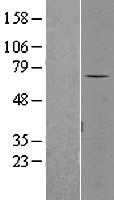 SENP3 Protein - Western validation with an anti-DDK antibody * L: Control HEK293 lysate R: Over-expression lysate
