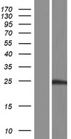 SENP8 Protein - Western validation with an anti-DDK antibody * L: Control HEK293 lysate R: Over-expression lysate