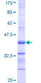 SENP8 Protein - 12.5% SDS-PAGE Stained with Coomassie Blue.