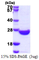 SENP8 Protein