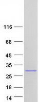 SENP8 Protein - Purified recombinant protein SENP8 was analyzed by SDS-PAGE gel and Coomassie Blue Staining