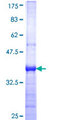 SEPHS1 / SPS Protein - 12.5% SDS-PAGE Stained with Coomassie Blue.