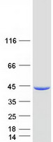 SEPHS1 / SPS Protein - Purified recombinant protein SEPHS1 was analyzed by SDS-PAGE gel and Coomassie Blue Staining