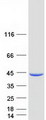 SEPHS1 / SPS Protein - Purified recombinant protein SEPHS1 was analyzed by SDS-PAGE gel and Coomassie Blue Staining