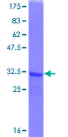 SEPHS2 Protein - 12.5% SDS-PAGE of human SEPHS2 stained with Coomassie Blue