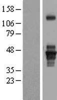 SEPT1 / Septin 1 Protein - Western validation with an anti-DDK antibody * L: Control HEK293 lysate R: Over-expression lysate