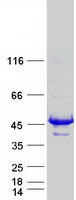 SEPT1 / Septin 1 Protein - Purified recombinant protein SEPT1 was analyzed by SDS-PAGE gel and Coomassie Blue Staining