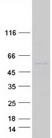 SEPT10 /Septin 10 Protein - Purified recombinant protein SEPT10 was analyzed by SDS-PAGE gel and Coomassie Blue Staining
