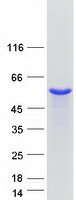 SEPT11 / Septin 11 Protein - Purified recombinant protein SEPT11 was analyzed by SDS-PAGE gel and Coomassie Blue Staining