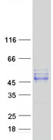 SEPT12 / Septin 12 Protein - Purified recombinant protein SEPT12 was analyzed by SDS-PAGE gel and Coomassie Blue Staining