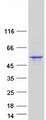 SEPT14 Protein - Purified recombinant protein SEPT14 was analyzed by SDS-PAGE gel and Coomassie Blue Staining