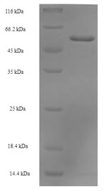 SEPT2 / Septin 2 Protein - (Tris-Glycine gel) Discontinuous SDS-PAGE (reduced) with 5% enrichment gel and 15% separation gel.