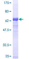 SEPT2 / Septin 2 Protein - 12.5% SDS-PAGE of human SEPT2 stained with Coomassie Blue