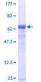SEPT2 / Septin 2 Protein - 12.5% SDS-PAGE of human SEPT2 stained with Coomassie Blue