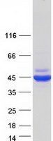 SEPT2 / Septin 2 Protein - Purified recombinant protein SEPT2 was analyzed by SDS-PAGE gel and Coomassie Blue Staining